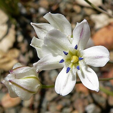 Triteleia lilacina unspecified picture