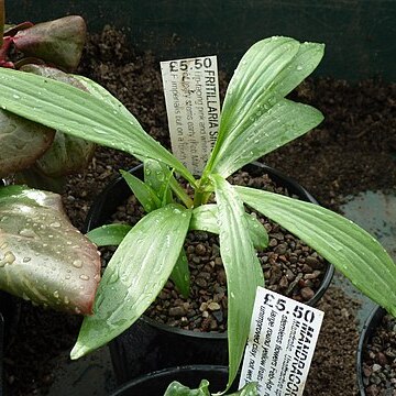 Fritillaria elwesii unspecified picture