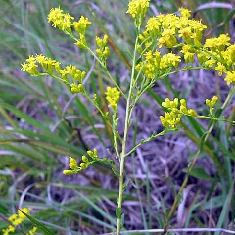 Solidago gattingeri unspecified picture