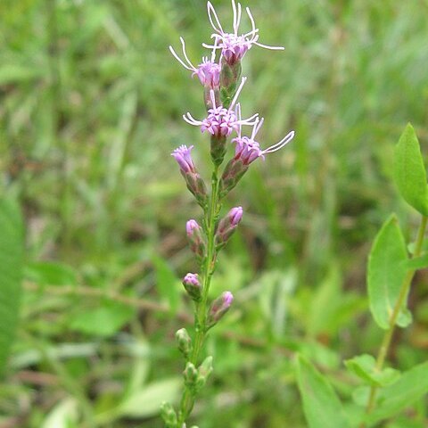 Liatris microcephala unspecified picture