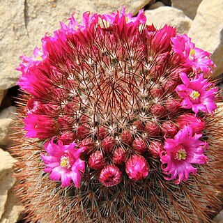 Mammillaria spinosissima unspecified picture