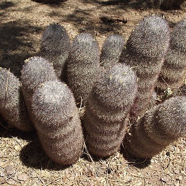 Mammillaria pottsii unspecified picture