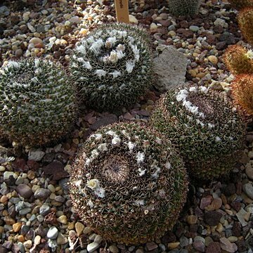 Mammillaria lloydii unspecified picture