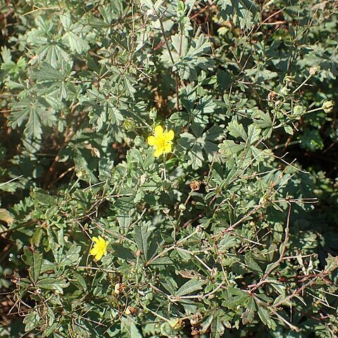 Potentilla pamirica unspecified picture