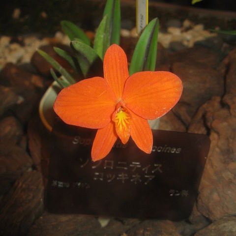 Cattleya coccinea unspecified picture