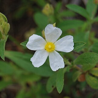 Cistus x sintenisii unspecified picture