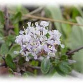 Ceanothus roderickii unspecified picture