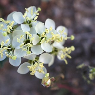 Eremothera boothii unspecified picture