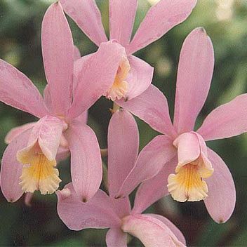 Cattleya loddigesii unspecified picture