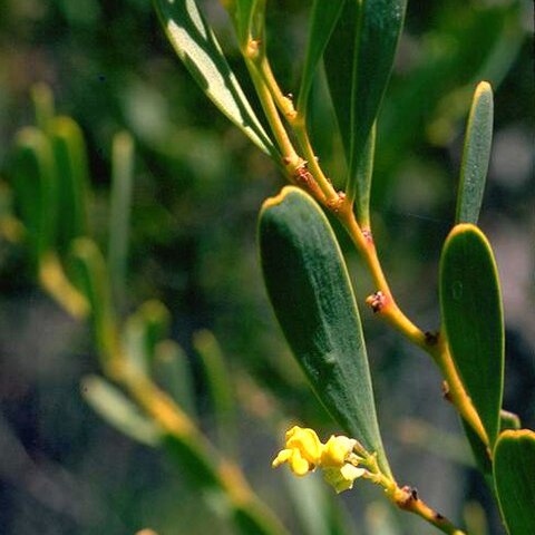 Daviesia emarginata unspecified picture