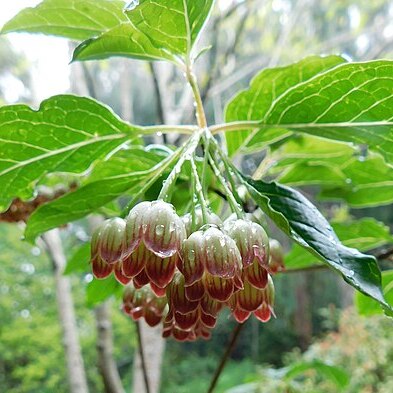 Enkianthus chinensis unspecified picture