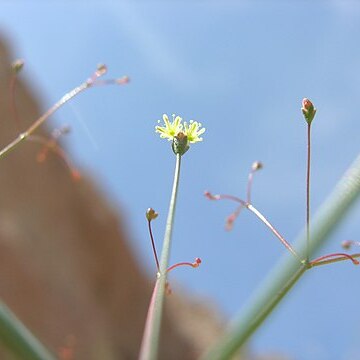 Eriogonum thomasii unspecified picture