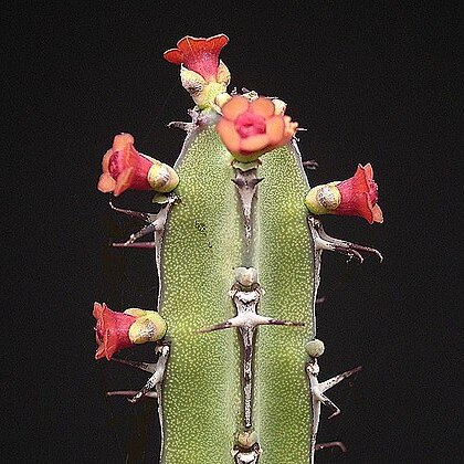 Euphorbia elegantissima unspecified picture