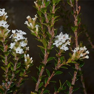 Epacris curtisiae unspecified picture