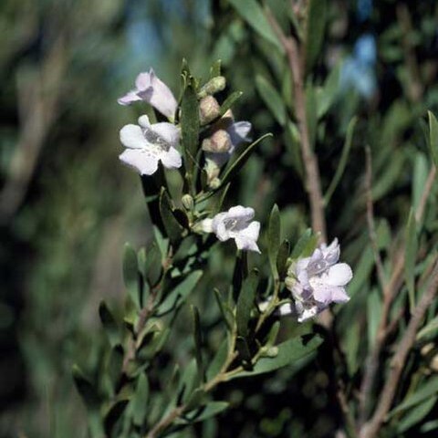 Eremophila paisleyi unspecified picture