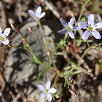 Navarretia capillaris unspecified picture