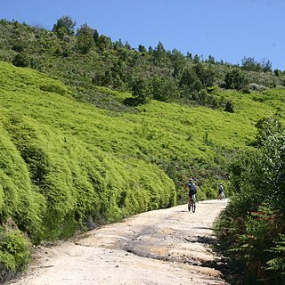 Gleichenia polypodioides unspecified picture