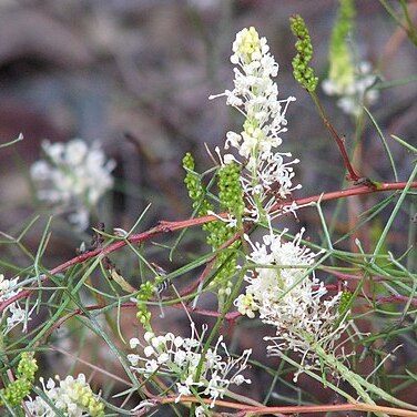 Grevillea intricata unspecified picture