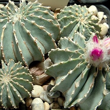 Geohintonia mexicana unspecified picture