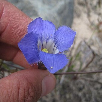 Gentianopsis virgata unspecified picture