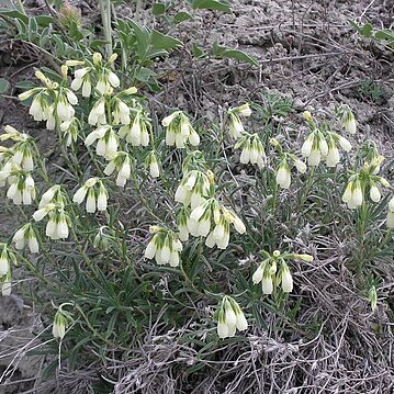 Onosma simplicissima unspecified picture