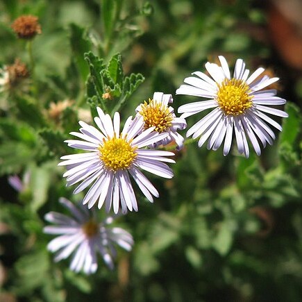 Olearia unspecified picture