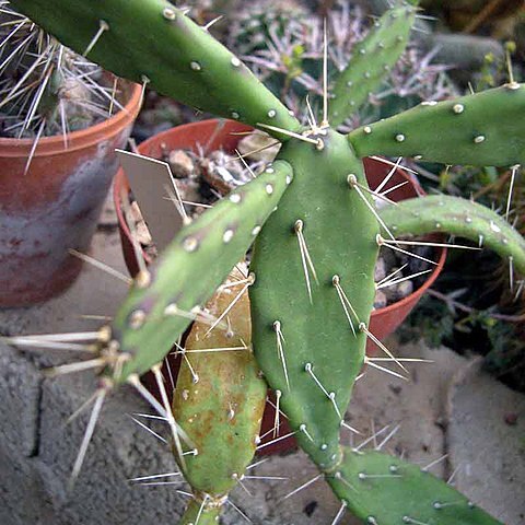 Opuntia militaris unspecified picture