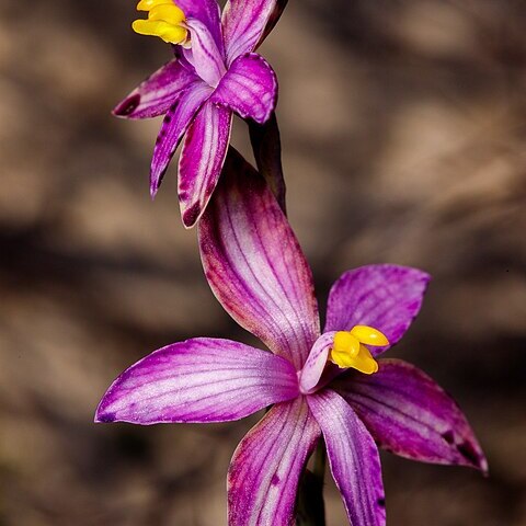 Thelymitra spiralis unspecified picture