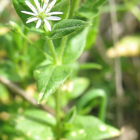 Stellaria littoralis unspecified picture