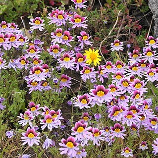 Schizanthus litoralis unspecified picture