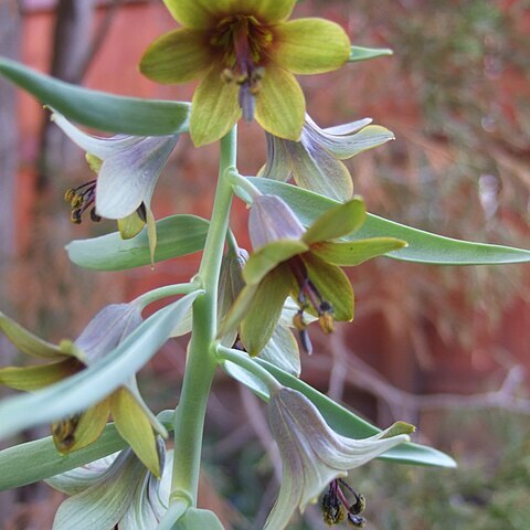 Fritillaria sewerzowi unspecified picture