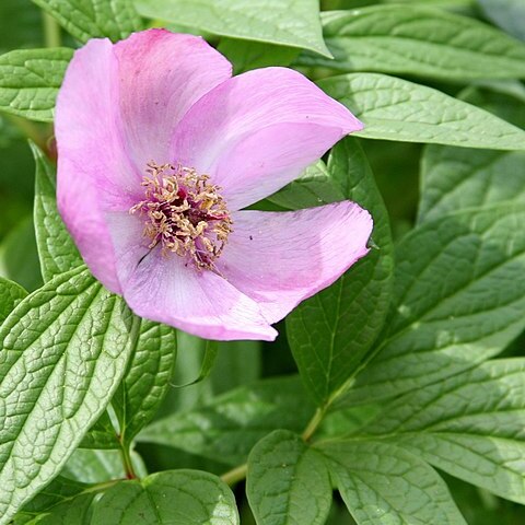 Paeonia mairei unspecified picture