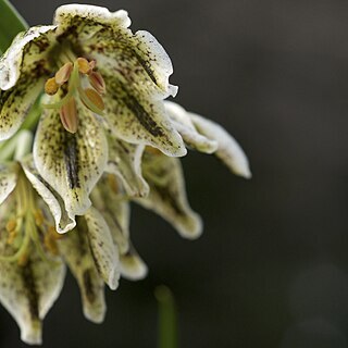 Fritillaria purdyi unspecified picture