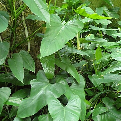 Philodendron smithii unspecified picture