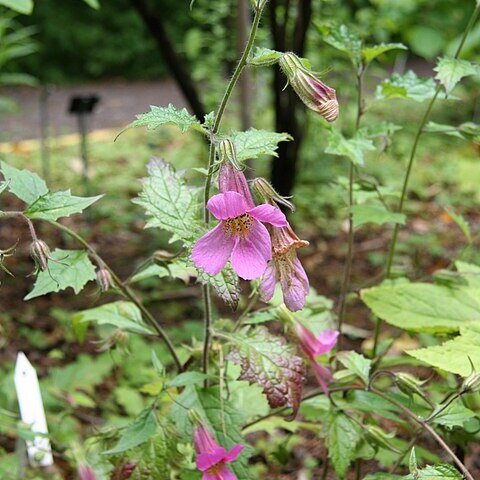 Rehmannia piasezkii unspecified picture