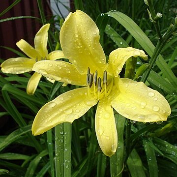 Hemerocallis citrina unspecified picture