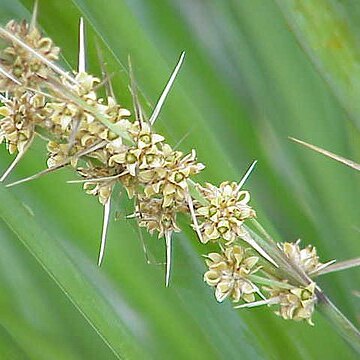 Lomandra unspecified picture