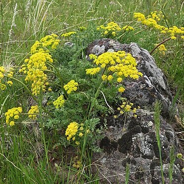 Lomatium donnellii unspecified picture