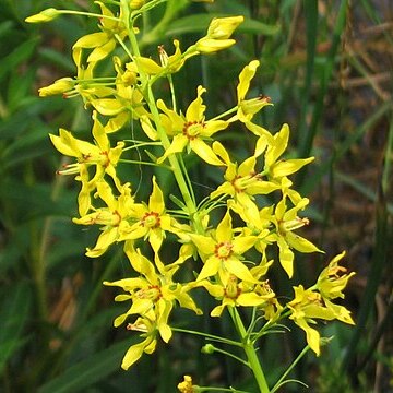 Lysimachia terrestris unspecified picture