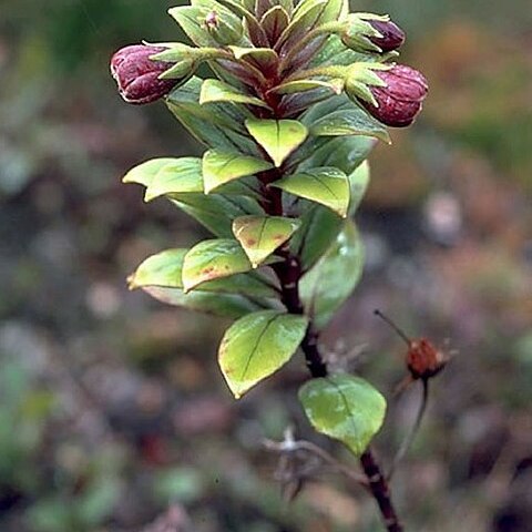 Lysimachia daphnoides unspecified picture