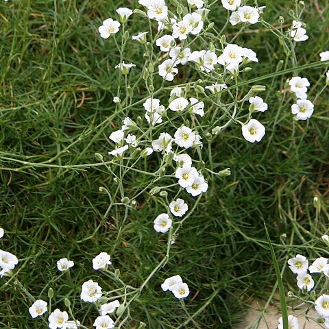 Minuartia circassica unspecified picture