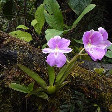 Miltoniopsis bismarckii unspecified picture