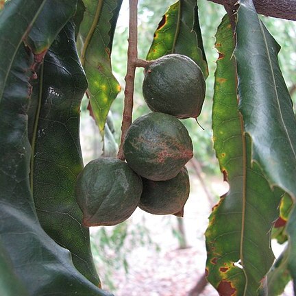 Macadamia tetraphylla unspecified picture