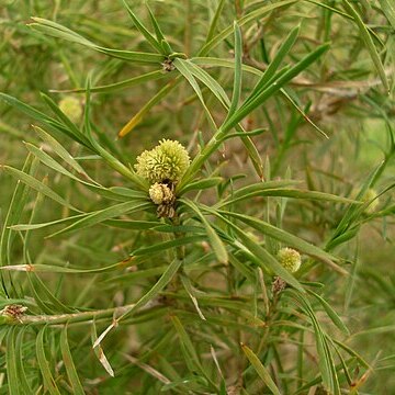 Acanthocarpus unspecified picture