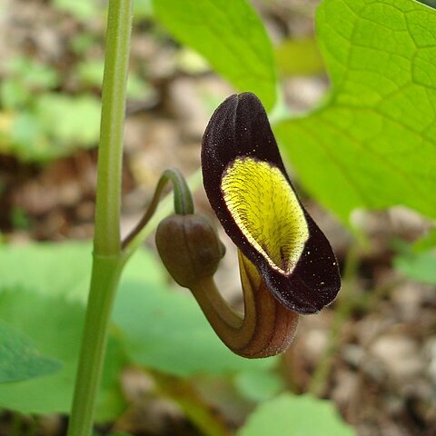 Aristolochia unspecified picture