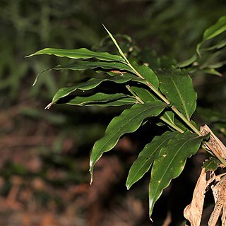 Alpinia arundelliana unspecified picture