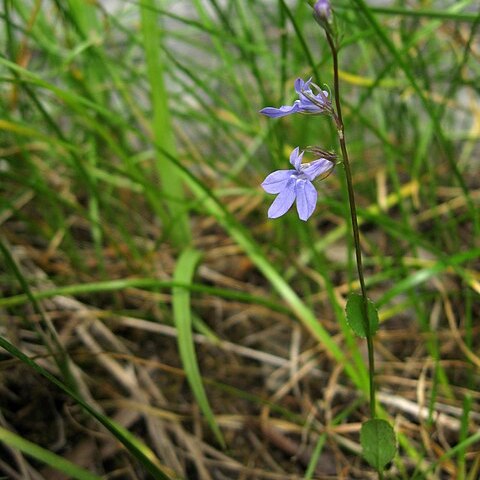 Lobelia gattingeri unspecified picture