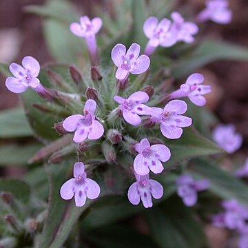 Ziziphora capitata unspecified picture