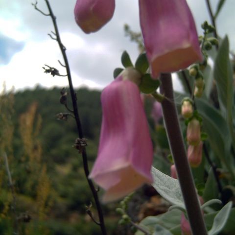 Digitalis mariana unspecified picture