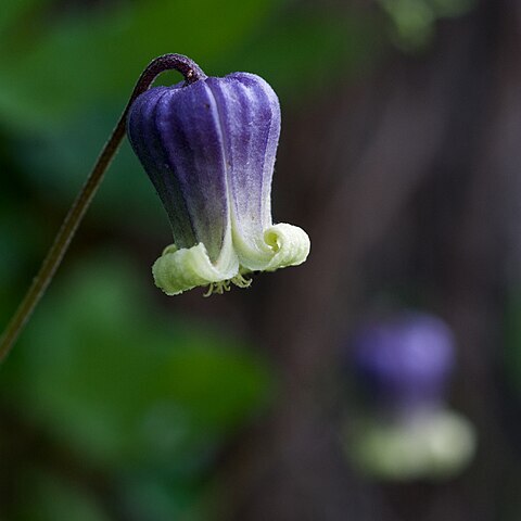 Clematis pitcheri unspecified picture